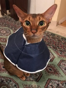 Abysinnian cat ears showed off by collar